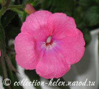 ахименес ярко-розовый крупноцветковый