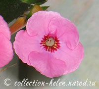 ахименес ярко-розовый крупноцветковый 2