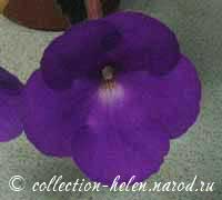 ахименес сине-фиолетовый (Pink Violet Dawn)