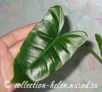 Филодендрон (Philodendron Burle Marx)