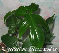 Филодендрон дольчатый (Philodendron laciniatum)