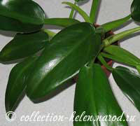 Филодендрон Мартиуса (Philodendron martianum)