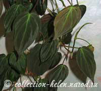 Филодендрон блестящий (Philodendron micans)