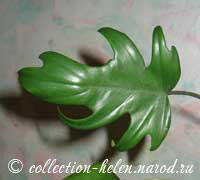 Филодендрон лучистый (Philodendron radiatum)