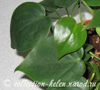 Филодендрон лазающий (Philodendron scandens)