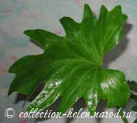 Филодендрон Селло (Philodendron selloum)