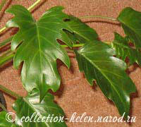 Филодендрон Ксанаду (Philodendron Xanadu)